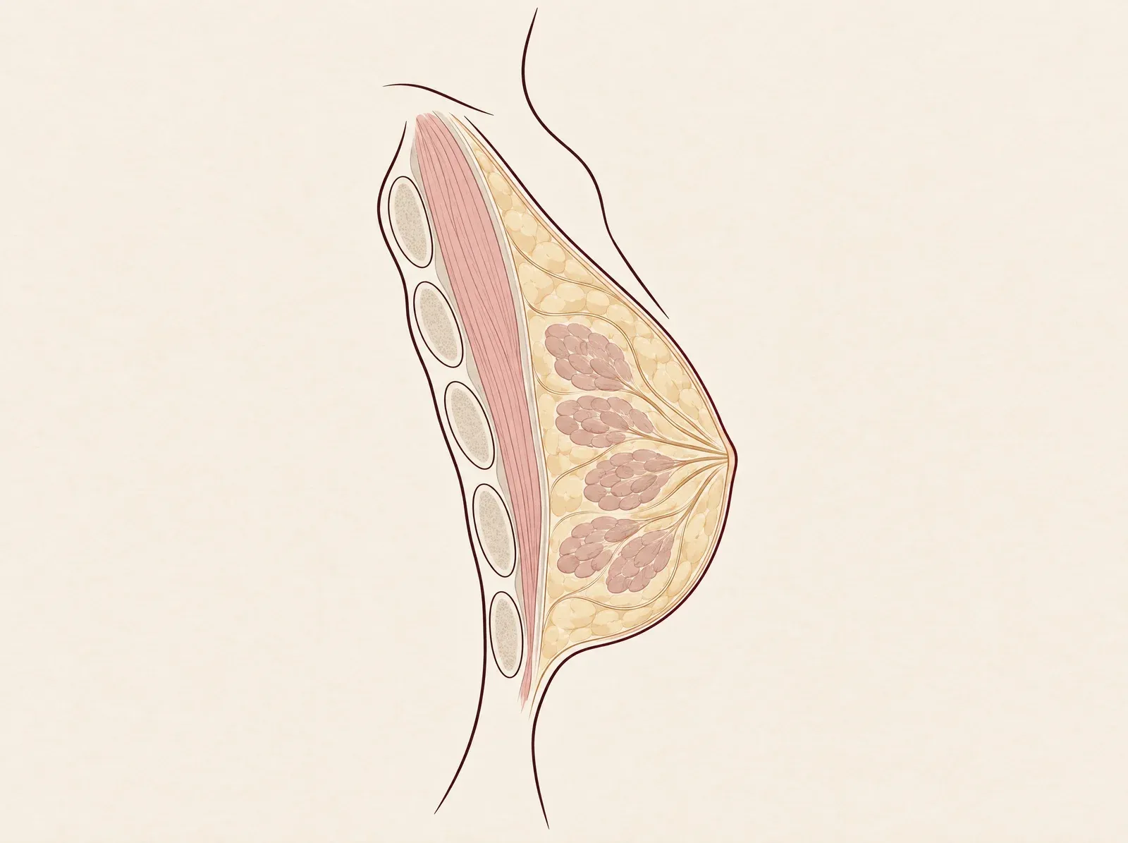 Simplified side-view diagram of the breast’s natural tissue layers in front of the chest muscle and ribs